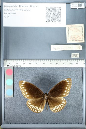Media type: image;   Entomology 159234
